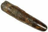 Fossil Sauropod Dinosaur (Rebbachisaurus) Tooth - Morocco #332508-1